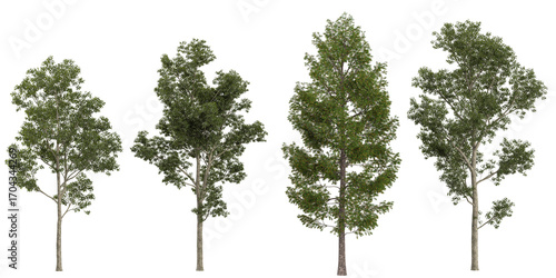 Collection of eucalyptus plants on transparent background