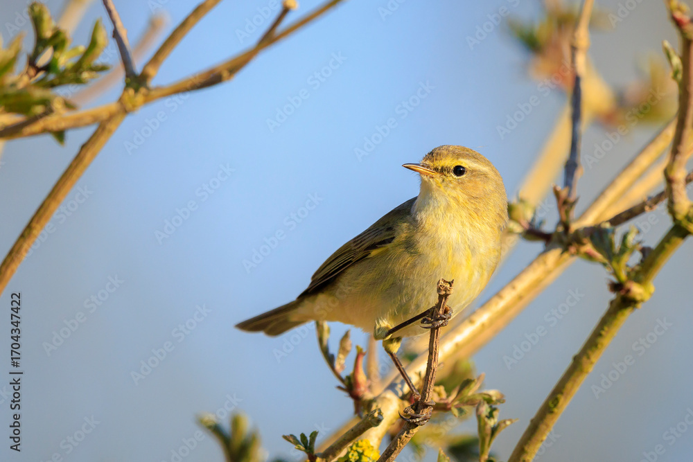 Fototapeta premium Common chiffchaff bird Phylloscopus collybita