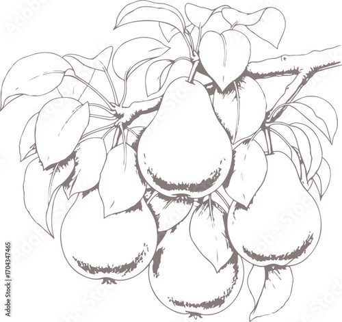 A detailed line drawing of ripe pears hanging from a branch with lush green leaves