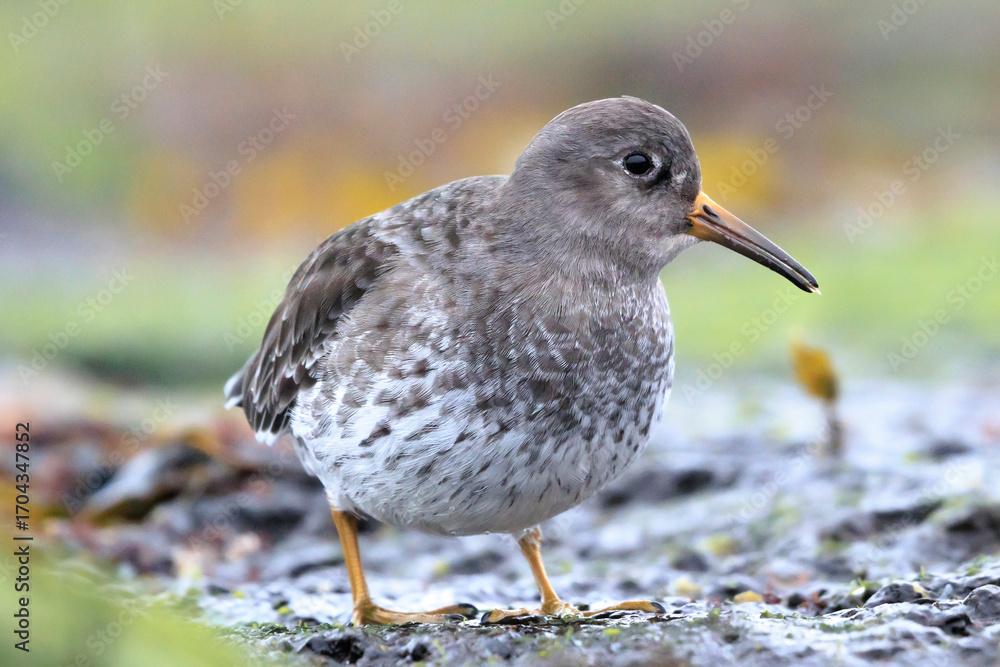 Fototapeta premium Purple sandpiper, calidris maritima, shorebird foraging between rocks