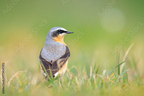 Northern wheatear male bird, Oenanthe oenanthe, foraging in grass