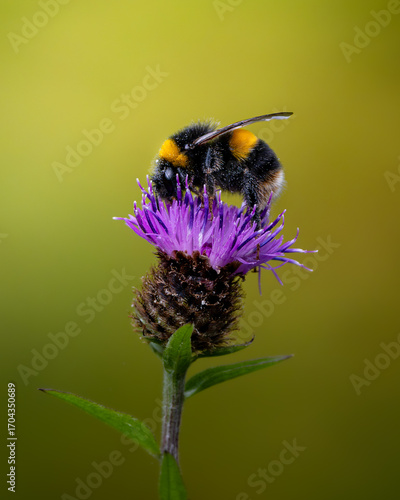Bumble Bee