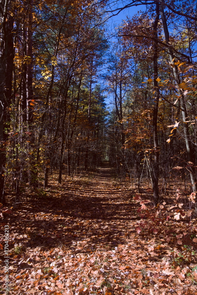 Obraz premium Kolory jesieni