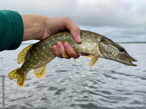 Fisherman holding a freshly caught Northern pike (Esox lucius) above water. Freshwater predator fish known for its sharp teeth and distinctive spotted body.