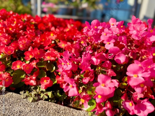Wallpaper Mural Vibrant pink and red begonia flowers in full bloom on a sunny day. Bright floral background with colorful blossoms and green leaves in garden setting. Torontodigital.ca