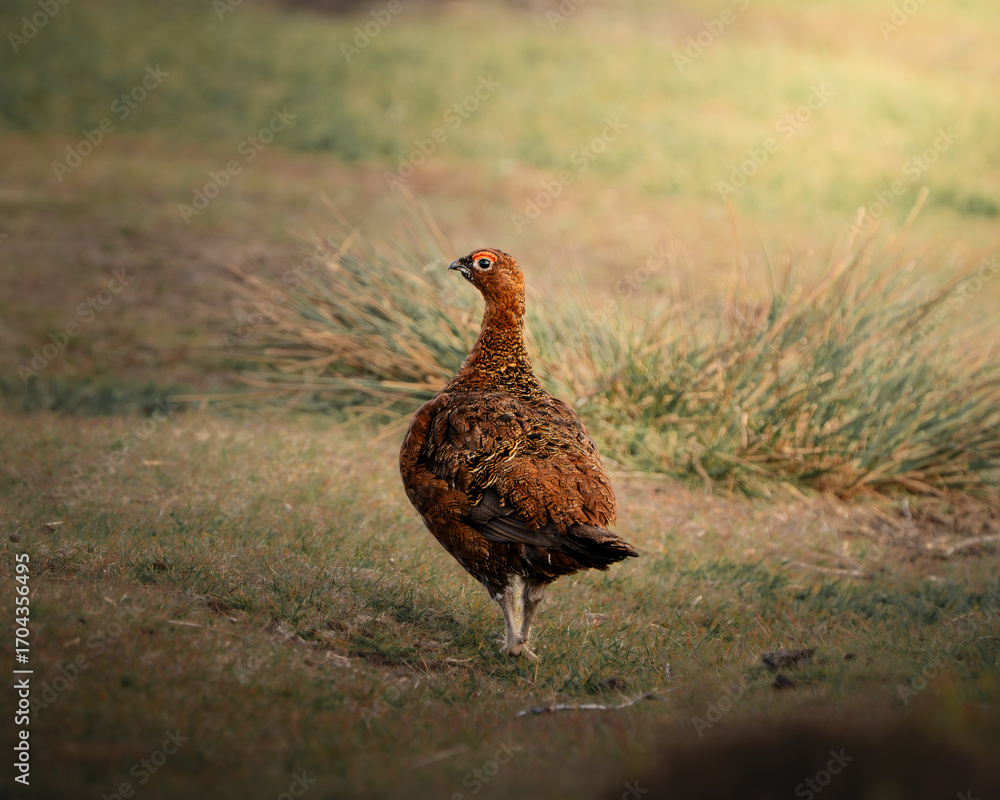 Fototapeta premium Grouse