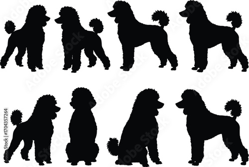 Poodle dog silhouette collection, elegant pet illustrations, grooming style icons, fluffy coat design, canine breed graphics, adorable dogs, vector set