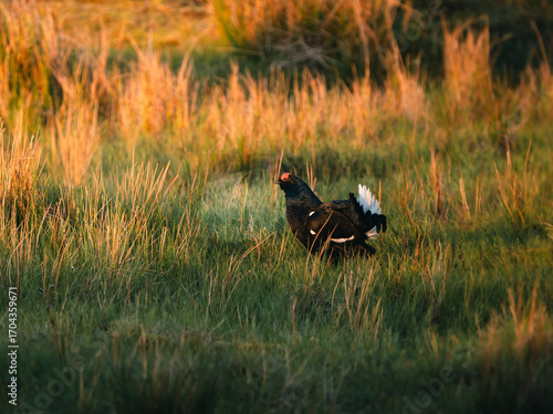 Black Grouse