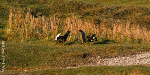 Black Grouse