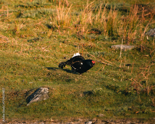 Black Grouse