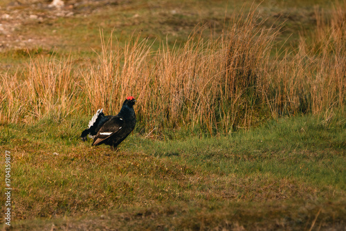 Black Grouse