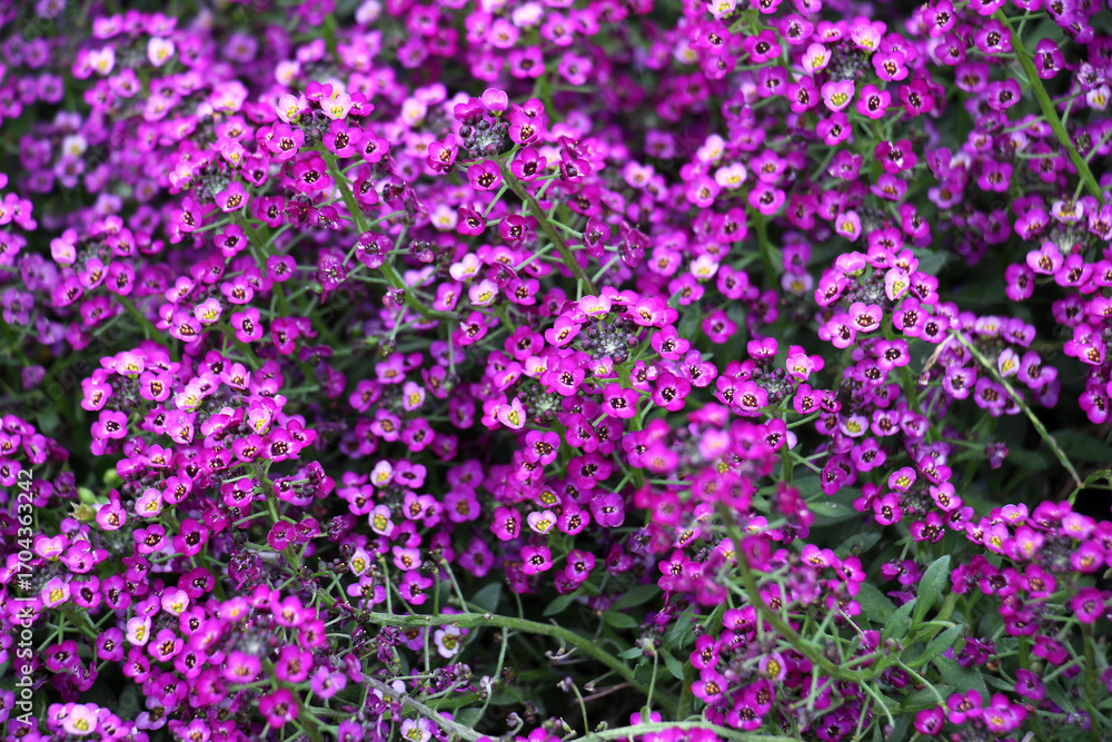 Naklejka premium Lobularia blooms on a flower bed