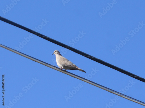 Eurasian Collared Dove on a Power Line