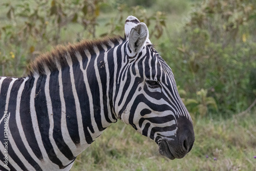 Slika na platnu Close-up of a zebra's face in Nakuru Lake National Park
