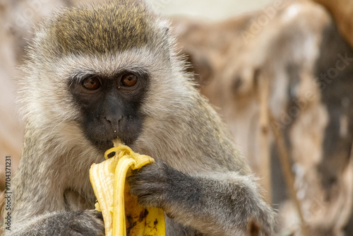 Vervet monkey eating a banana in Tarangire National Park, Tanzania