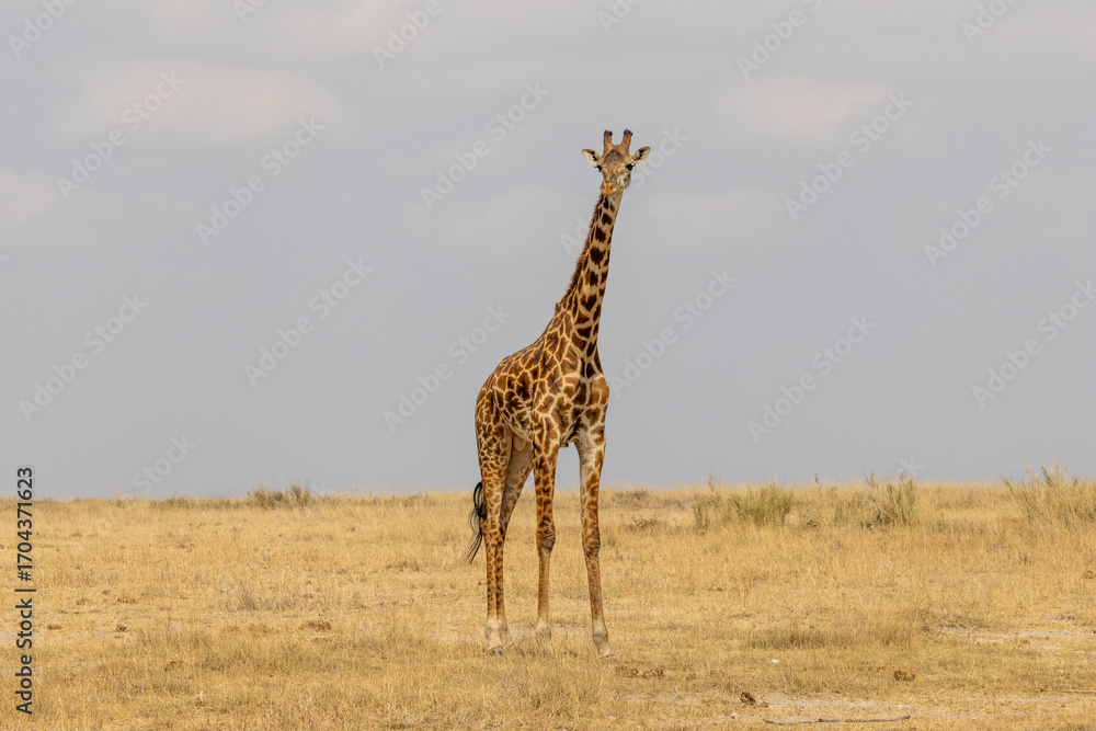 Obraz premium Full-body Portrait of a Giraffe Standing Alone in the Vast Savannah of Amboseli National Park