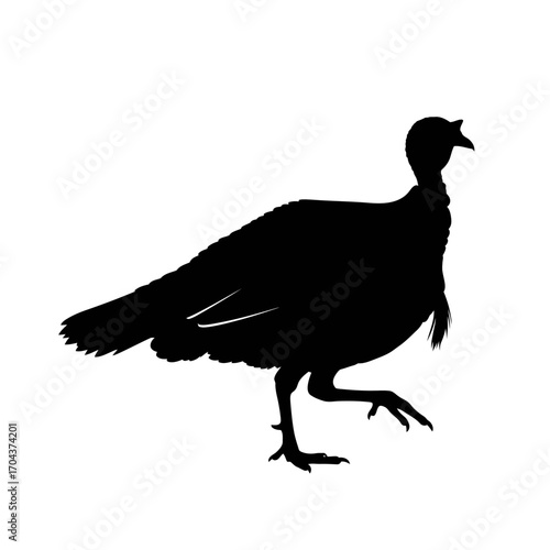 Silhouette of a turkey bird standing on a white square in a black square silhouette