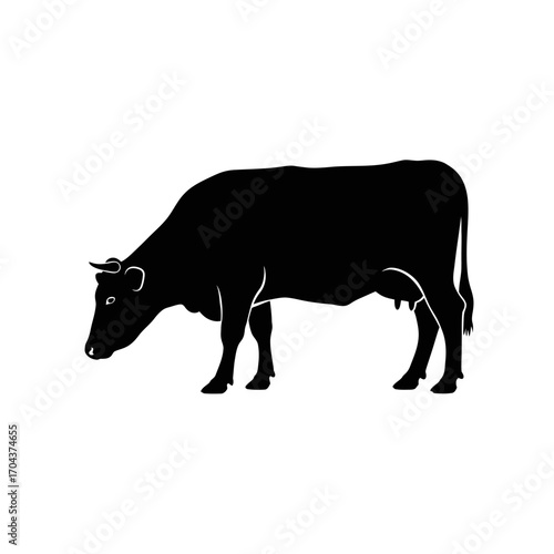 Silhouette of a bull grazing in a field captured in a square frame silhouette
