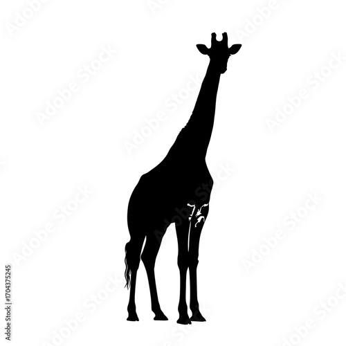Silhouette of a majestic giraffe standing tall in a stark white frame against black silhouette