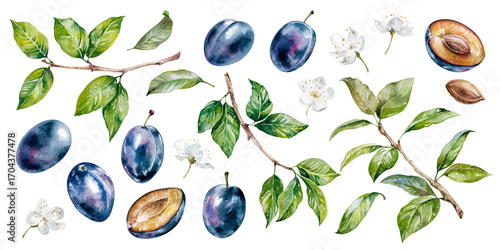 Plums, flowers and branches of fruit tree with green leaves hand drawn watercolor illustration isolated on white. Fresh, ripe purple fruit, slices, elements for food, harvest, garden design, packaging