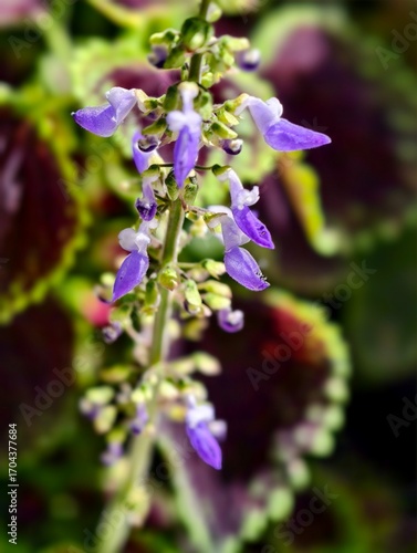 Flores