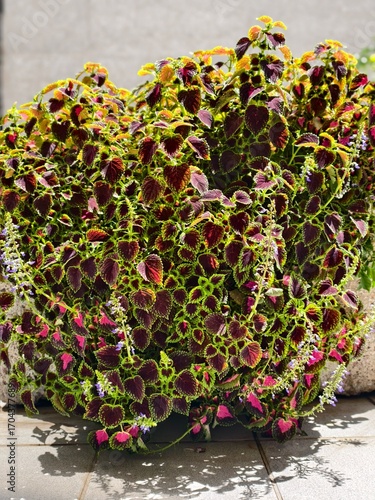 Flores