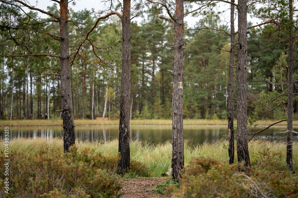 Obraz premium Tranquil Bog Lake with Pine Trees in a Latvian National Park