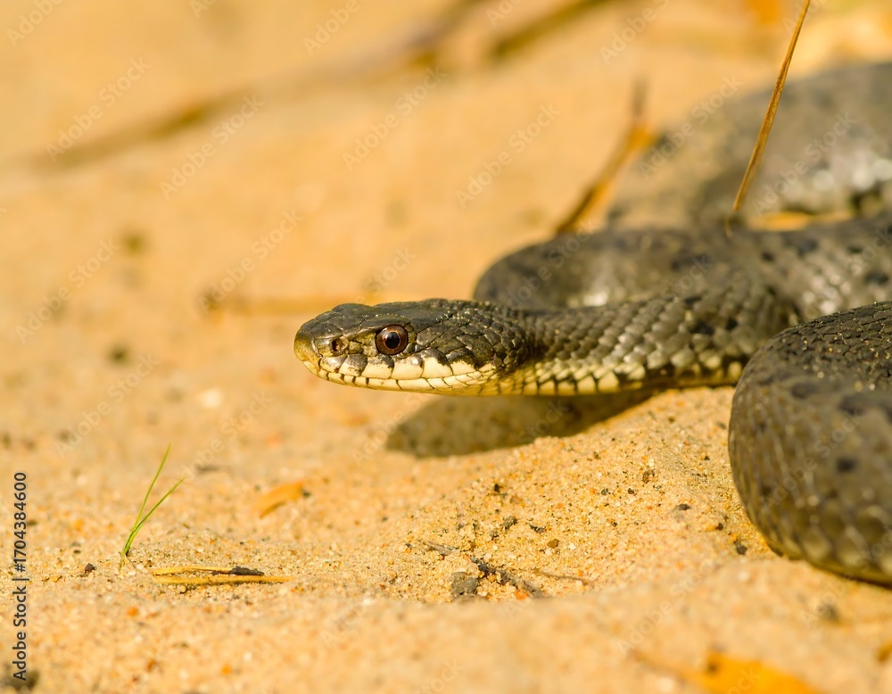 Fototapeta premium Close-up of a snake in the sand