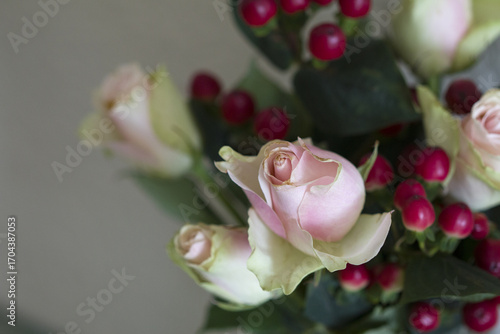 Rose blossom in autumn after a night frost