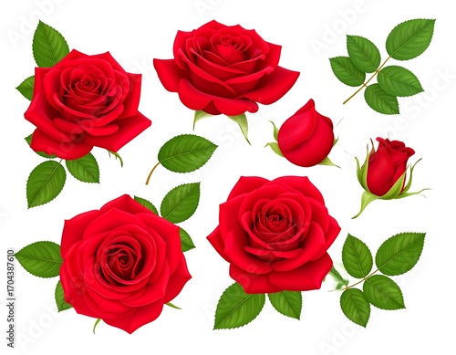 Arrangement of Realistic Red Roses with Green Leaves on White Background