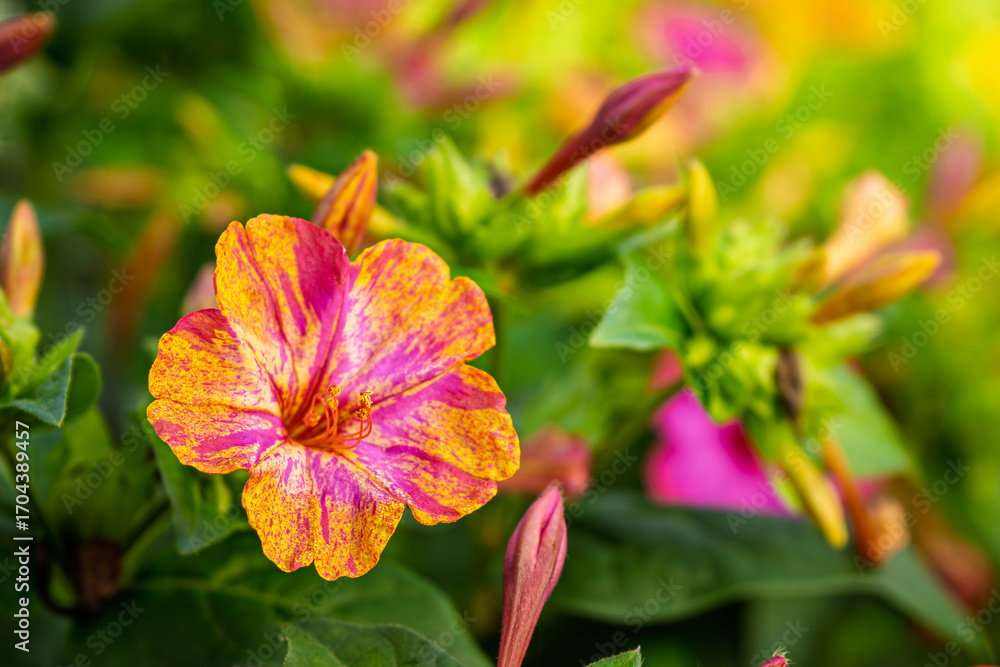 Fototapeta premium beautiful yellow and pink flowers of Petunia hybrida surfinia