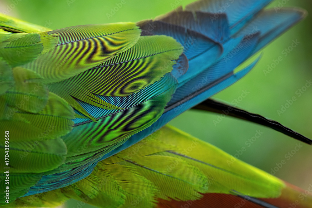 Fototapeta premium Close-Up of Maracanã-Verdadeiro (Primolius Maracana) Parrot Wing Feathers in Vibrant Colors