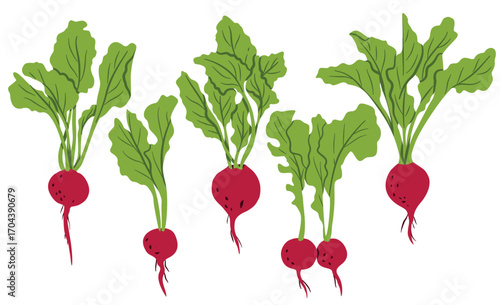 Beet seamless vector pattern. Flat vegetables with green leaves on a white background. Natural pattern with red beets