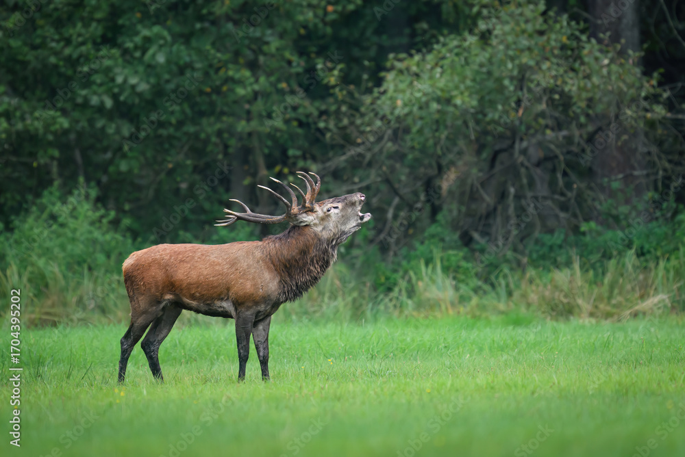 Obraz premium Deer male buck ( Cervus elaphus ) during rut