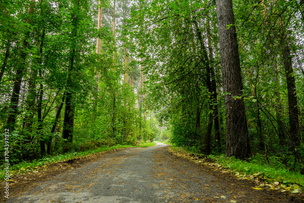 Fototapeta premium Pathway through beautiful forest with different trees. Summer forest.