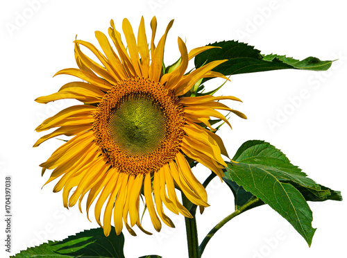 Beautiful summer sunflower isolated from background