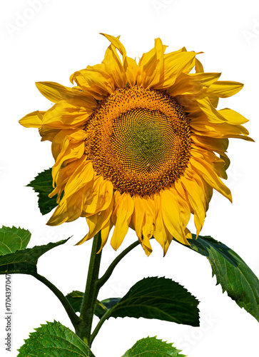 Beautiful summer sunflower isolated from background