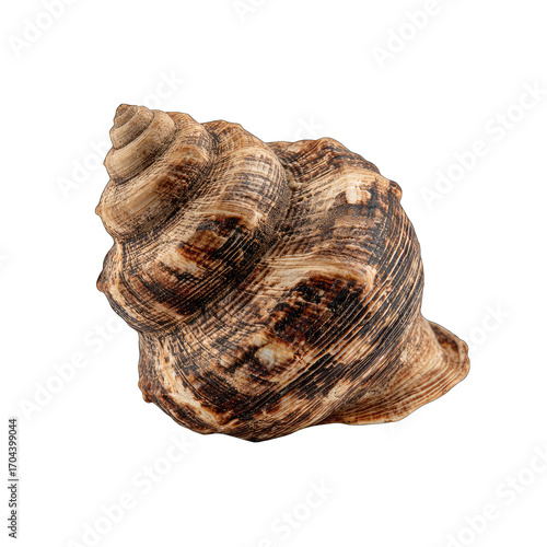 Close-up of a spiral seashell, exhibiting intricate, dark-brown and light-tan, patterned ridges