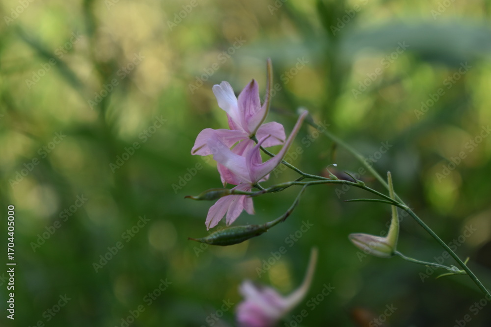 Obraz premium pink wild flower