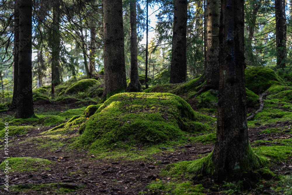 Fototapeta premium Green forest floor