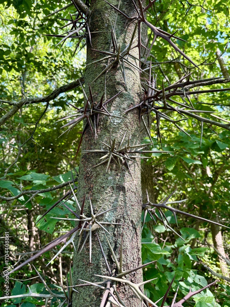 Fototapeta premium spikes on a hawthorn tree