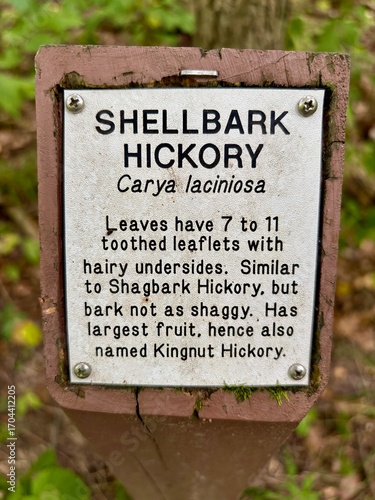 informational nature sign about a shellbark hickory tree