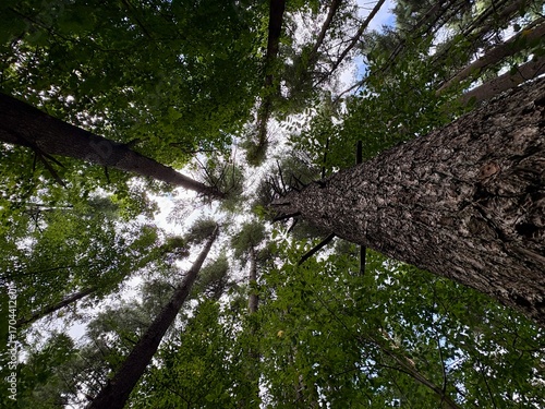 Beautiful view looking up from the forest floor through canopy of pine trees