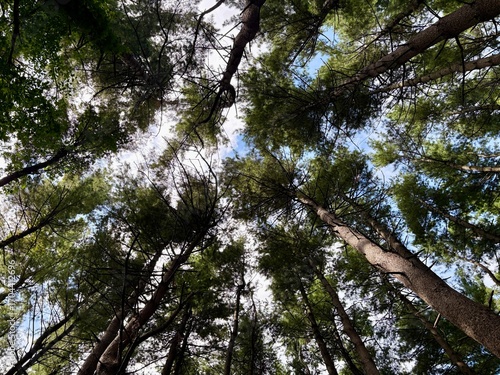 Beautiful view looking up from the forest floor through canopy of pine trees