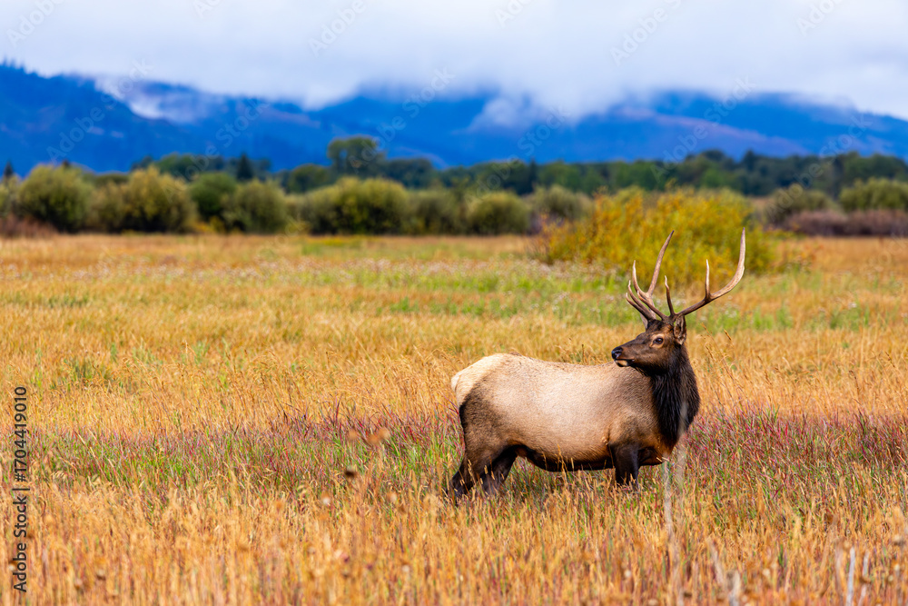 Fototapeta premium Elk Grazing in Grand Teton National Park