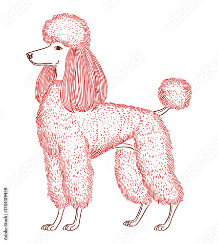 Hand-drawn vector illustration of a stylish poodle with a well-groomed haircut, clean modern vector art