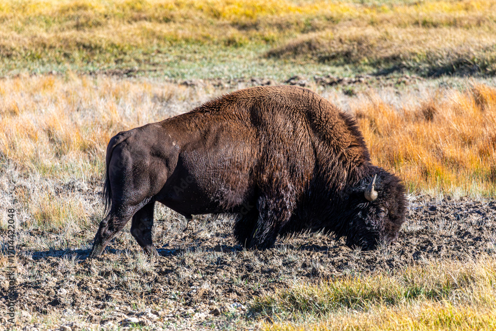 Fototapeta premium Bison Grazing in Grand Teton National Park