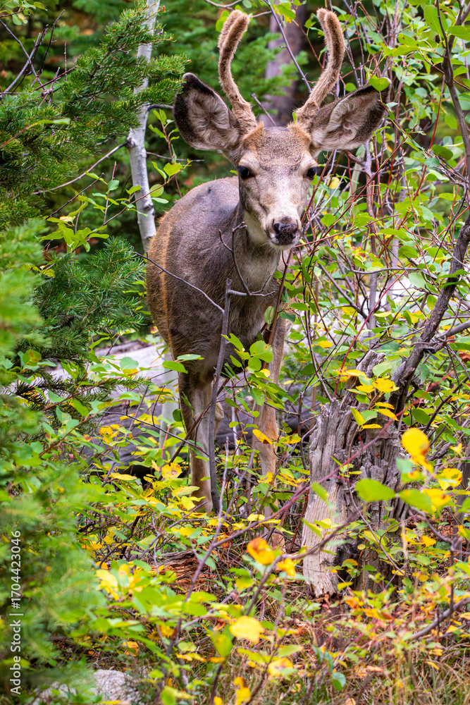 Fototapeta premium Deer Grazing in a Forest in Grand Teton National Park