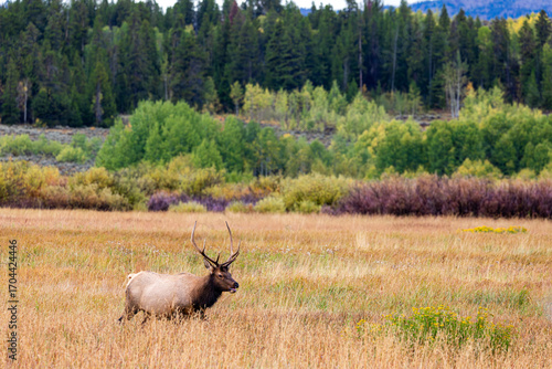 Fototapet Elk Grazing in Grand Teton National Park