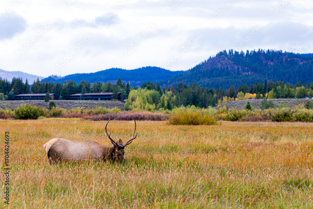 Naklejka premium Elk Grazing in Grand Teton National Park